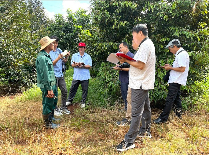 Vững tin đầu tư trên đất hồ tiêu chết - Ảnh 3. Ông Nguyễn Trọng Dũng giới thiệu vườn sầu riêng đang giúp gia đình ông thu tiền tỉ