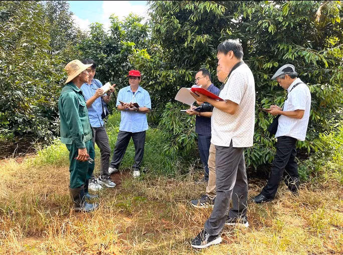 Ông Nguyễn Trọng Dũng giới thiệu vườn sầu riêng đang giúp gia đình ông thu tiền tỉ