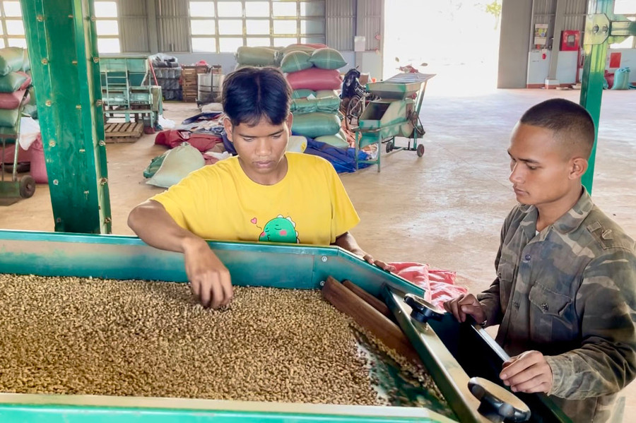 Giá cà phê hiện đang ở mức cao nên nông dân rất phấn khởi. Ảnh: V.T Giá cà phê hiện đang ở mức cao nên nông dân rất phấn khởi. Ảnh: V.T