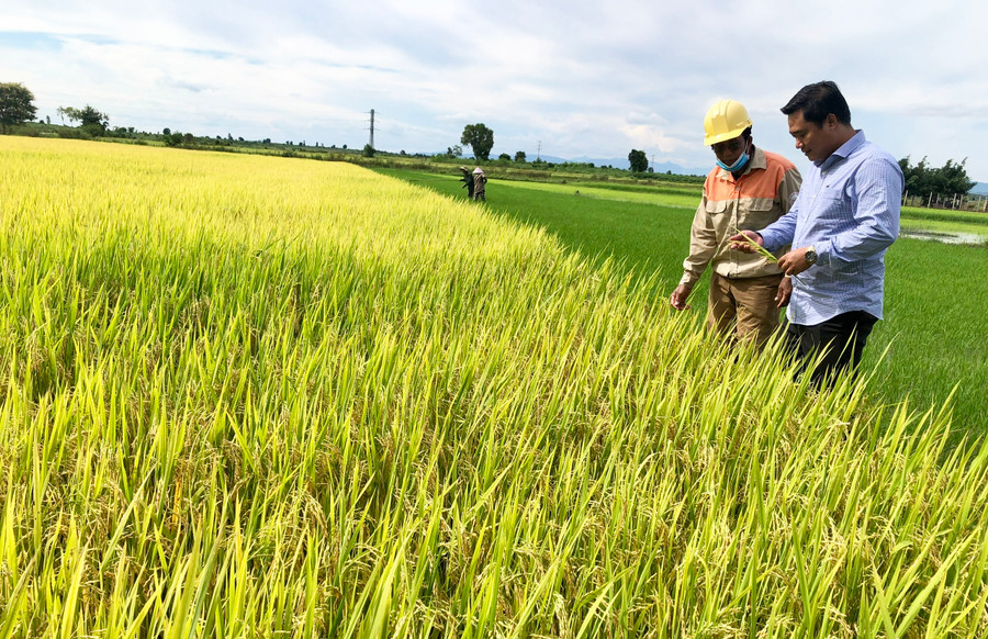 Giám đốc Trung tâm Dịch vụ nông nghiệp huyện Ia Pa Lê Văn Nguyên (bìa phải) kiểm tra sự phát triển của giống lúa TBR97 tại xã Ia Ma Rơn. Ảnh: L.N
