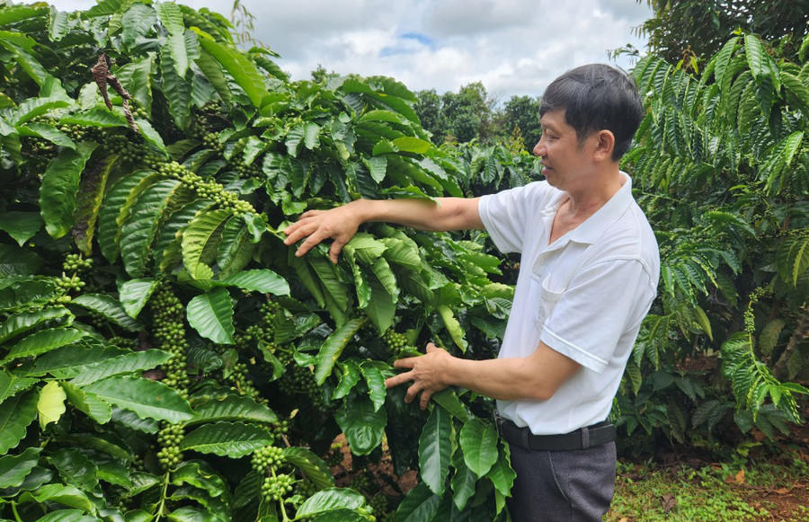 Nhờ sử dụng chế phẩm IMO nên vườn cà phê của gia đình ông Nguyễn Văn Trường (thôn 1, xã Ia Ka) phát triển xanh tốt, cho năng suất cao. Ảnh: N.S Nhờ sử dụng chế phẩm IMO nên vườn cà phê của gia đình ông Nguyễn Văn Trường (thôn 1, xã Ia Ka) phát triển xanh tốt, cho năng suất cao. Ảnh: N.S