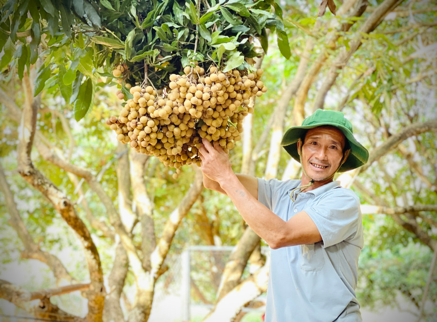 Ông Lê Đình Hưng (thôn Phú Cường, xã Ia Pal, huyện Chư Sê) phấn khởi khi nhãn được mùa, được giá. Ảnh: Mai Ka Ông Lê Đình Hưng (thôn Phú Cường, xã Ia Pal, huyện Chư Sê) phấn khởi khi nhãn được mùa, được giá. Ảnh: Mai Ka