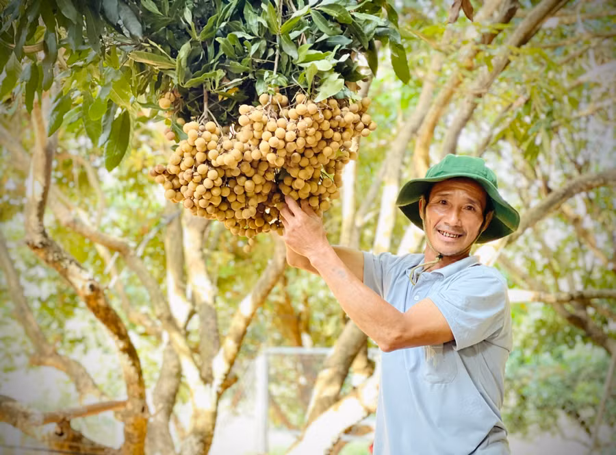 Ông Lê Đình Hưng (thôn Phú Cường, xã Ia Pal, huyện Chư Sê) phấn khởi khi nhãn được mùa, được giá. Ảnh: Mai Ka