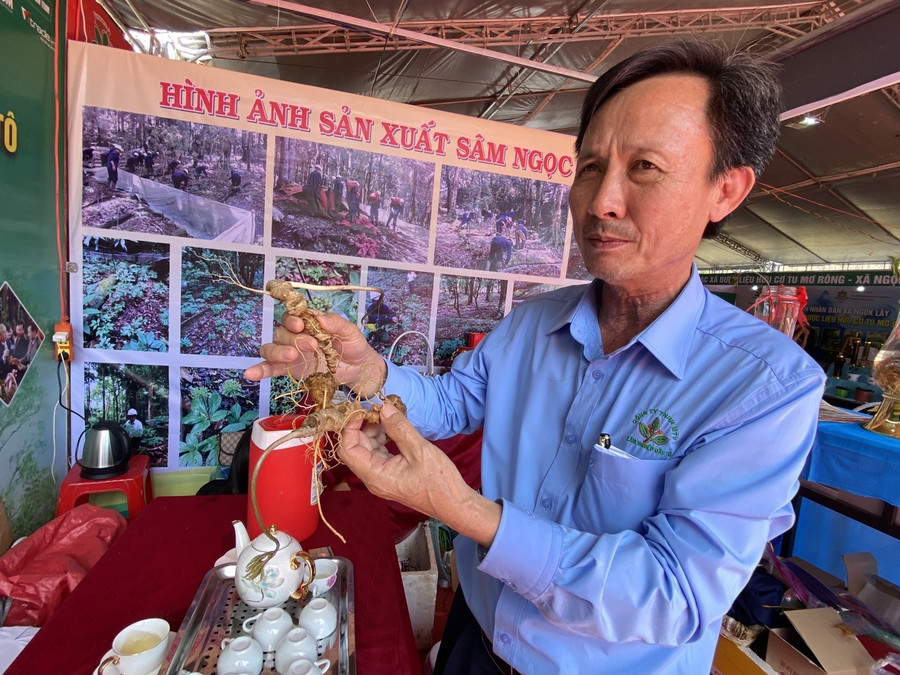 Ông Chung chỉ cách phân biệt sâm thật và giả. Ảnh: Thanh Tuấn