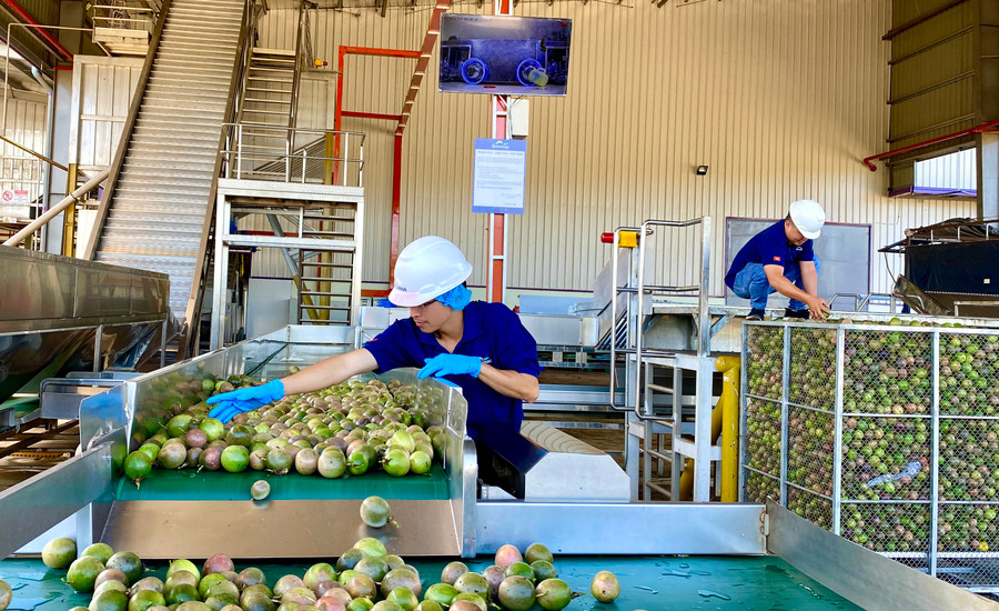 Công nhân làm việc tại nhà máy sản xuất, chế biến chanh dây ở KCN Trà Đa (TP. Pleiku). Ảnh: Hà Duy