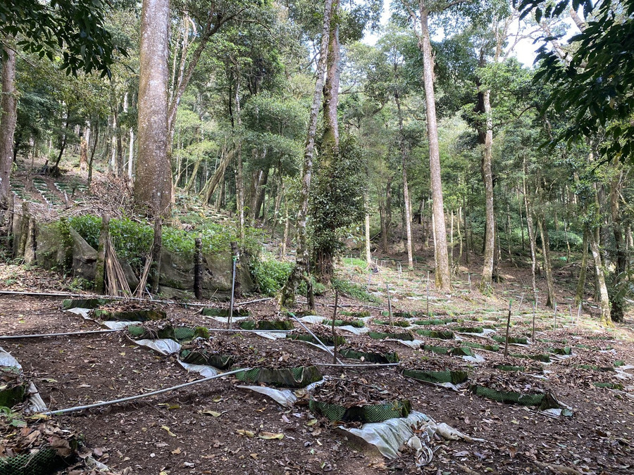 Rừng sâm yên bình dưới cánh rừng đại ngàn. Ảnh: Thanh Tuấn Rừng sâm yên bình dưới cánh rừng đại ngàn. Ảnh: Thanh Tuấn