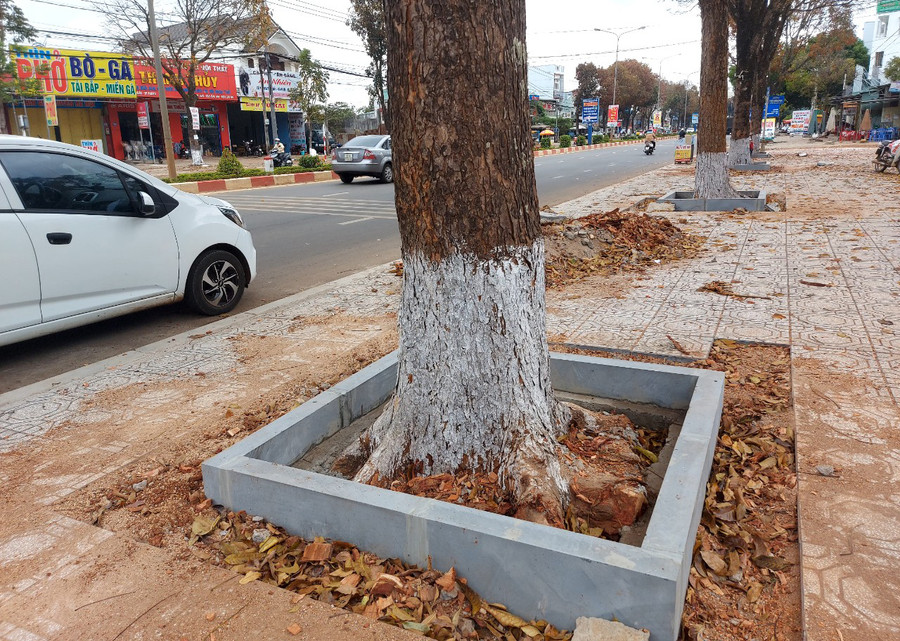Đơn vị thi công lát đá vỉa hè đường Lê Duẩn đã chặt nhiều rễ lớn của cây nhạc ngựa. Ảnh: Nguyễn Tú Đơn vị thi công lát đá vỉa hè đường Lê Duẩn đã chặt nhiều rễ lớn của cây nhạc ngựa. Ảnh: Nguyễn Tú