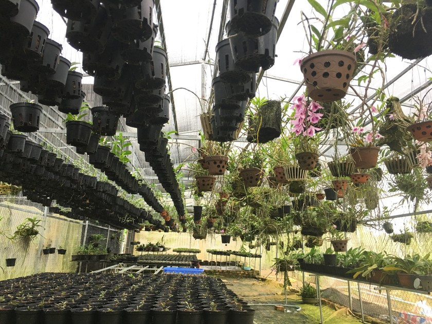 Nhiều loại lan rừng quý tại vườn nhà anh Quyết có địa chỉ tại xã Tân Thanh, huyện Lâm Hà, tỉnh Lâm Đồng.