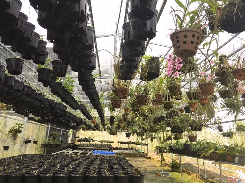 Nhiều loại lan rừng quý tại vườn nhà anh Quyết có địa chỉ tại xã Tân Thanh, huyện Lâm Hà, tỉnh Lâm Đồng.