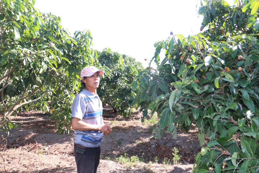 Theo ông Lại Quang Huấn, trong dịp Tết Nguyên đán vừa rồi, nhãn của gia đình ông không đủ để cung cấp cho nhu cầu quá lớn hiện nay. Ảnh: Quang Tấn