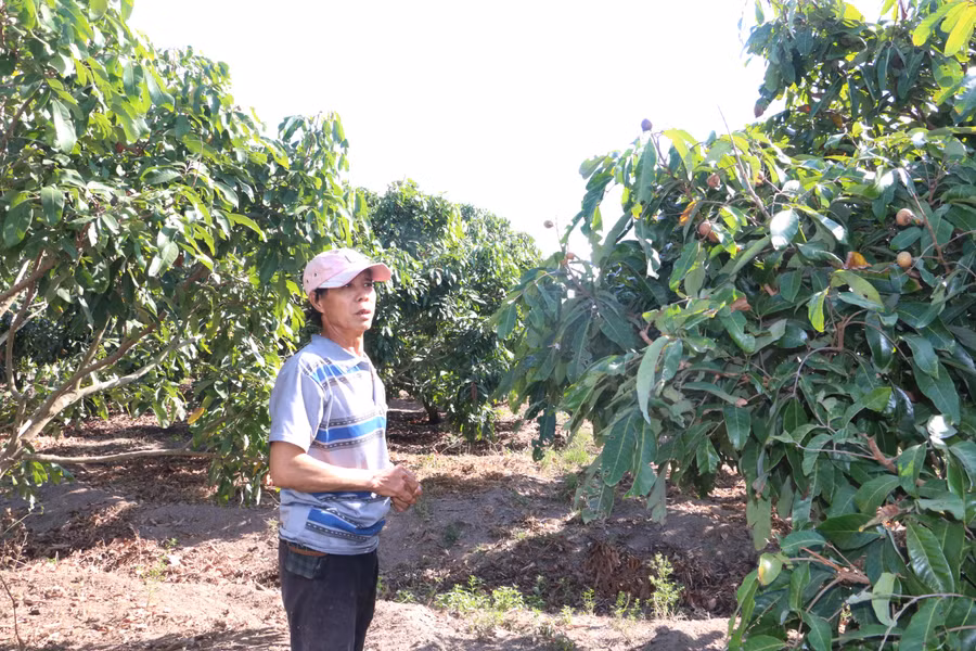 Theo ông Lại Quang Huấn, trong dịp Tết Nguyên đán vừa rồi, nhãn của gia đình ông không đủ để cung cấp cho nhu cầu quá lớn hiện nay. Ảnh: Quang Tấn