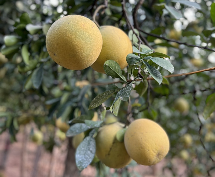 Bưởi là loại trái cây không chỉ chứa nhiều vitamin C mà còn có cả vitamin A. Ảnh: Hải Anh Bưởi là loại trái cây không chỉ chứa nhiều vitamin C mà còn có cả vitamin A. Ảnh: Hải Anh