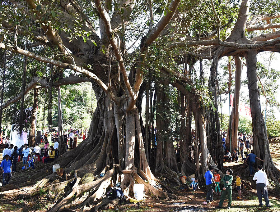 Cây đa làng Ghè (xã Ia Dơk, huyện Đức Cơ) được công nhận là Cây di sản Việt Nam. Ảnh: Ngọc Sang Cây đa làng Ghè (xã Ia Dơk, huyện Đức Cơ) được công nhận là Cây di sản Việt Nam. Ảnh: Ngọc Sang