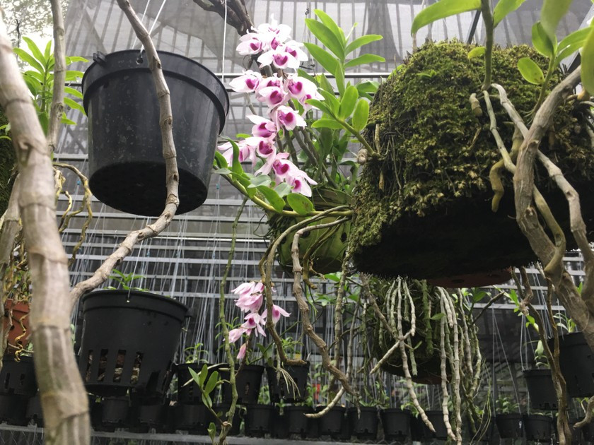 Đầu năm 2020, gia đình bán giỏ lan quý có giá 200 triệu đồng.