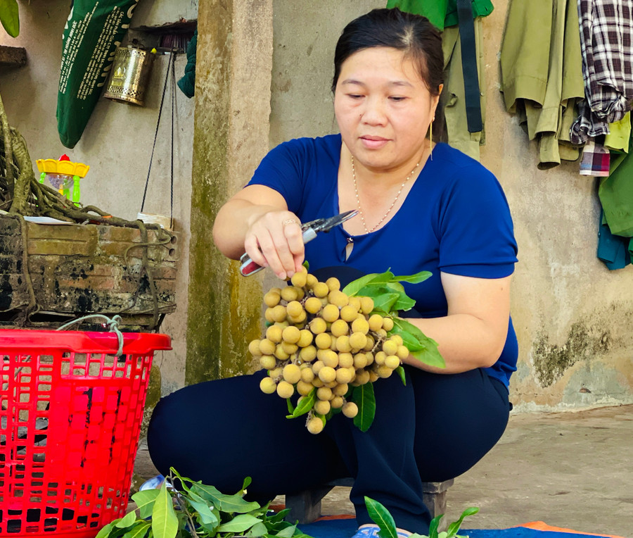 Nông dân phấn khởi thu hoạch nhãn trái vụ. Ảnh: Mai Ka Nông dân phấn khởi thu hoạch nhãn trái vụ. Ảnh: Mai Ka