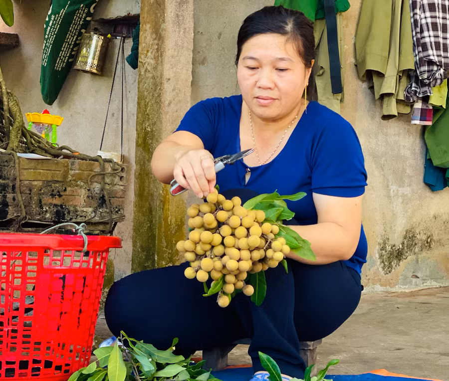 Nông dân phấn khởi thu hoạch nhãn trái vụ. Ảnh: Mai Ka