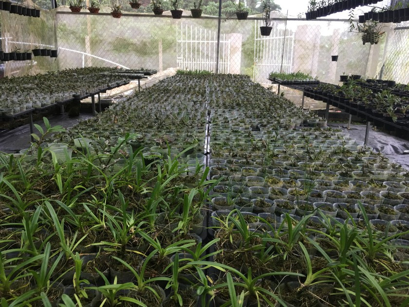 Các gốc lan vợ chồng anh tự nhân giống.