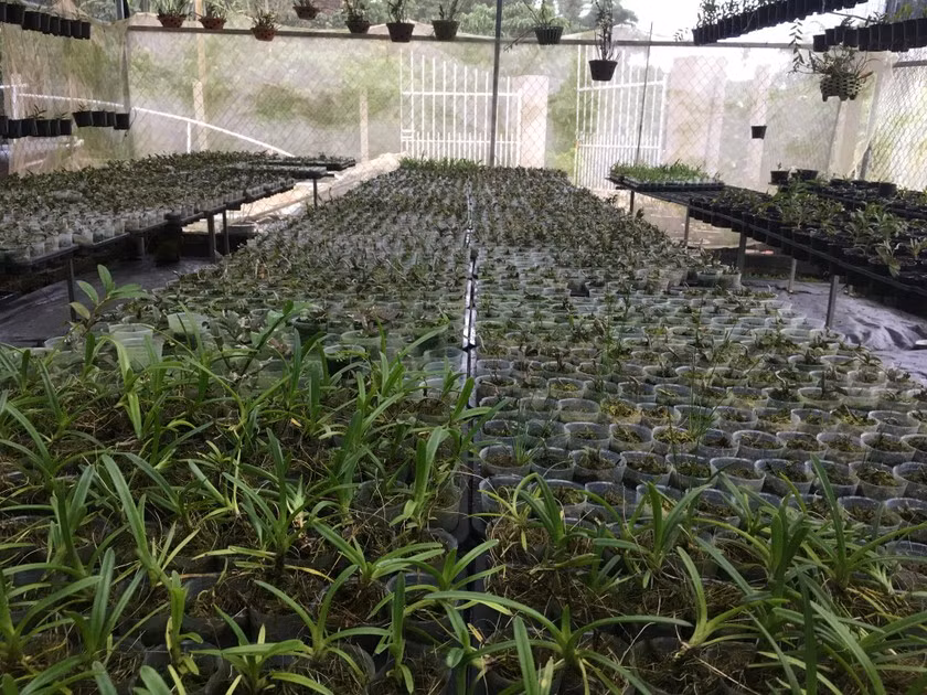 Các gốc lan vợ chồng anh tự nhân giống.