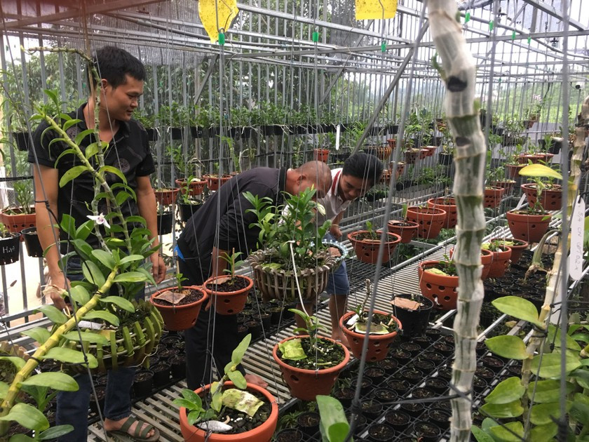 Khách từ các tỉnh thành tới xem và mua hoa lan rừng tại vườn lan nhà anh Đàm Văn Quyết, xã Tân Thanh, huyện Lâm Hà, tỉnh Lâm Đồng.