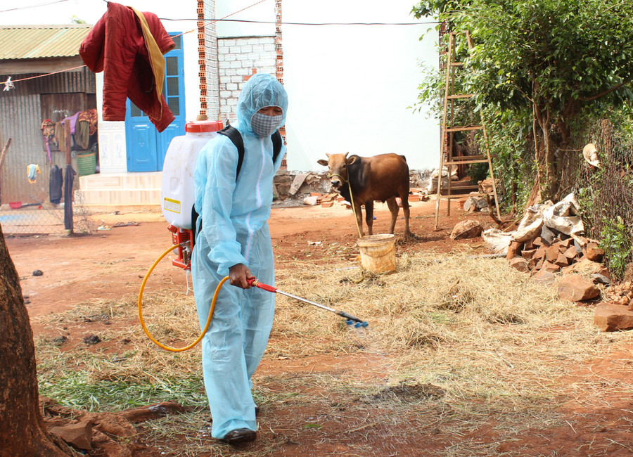 Nhân viên thú y Trung tâm Dịch vụ nông nghiệp huyện Đak Đoa phun hóa chất tiêu độc khử trùng môi trường chăn nuôi. Ảnh: Nguyễn Diệp Nhân viên thú y Trung tâm Dịch vụ nông nghiệp huyện Đak Đoa phun hóa chất tiêu độc khử trùng môi trường chăn nuôi. Ảnh: Nguyễn Diệp