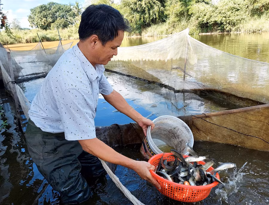 Theo ông Nguyễn Đức Thắng, nhờ chất lượng cá giống của HTX tốt nên được thị trường miền Trung-Tây Nguyên ưa chuộng. Ảnh: Quang Tấn