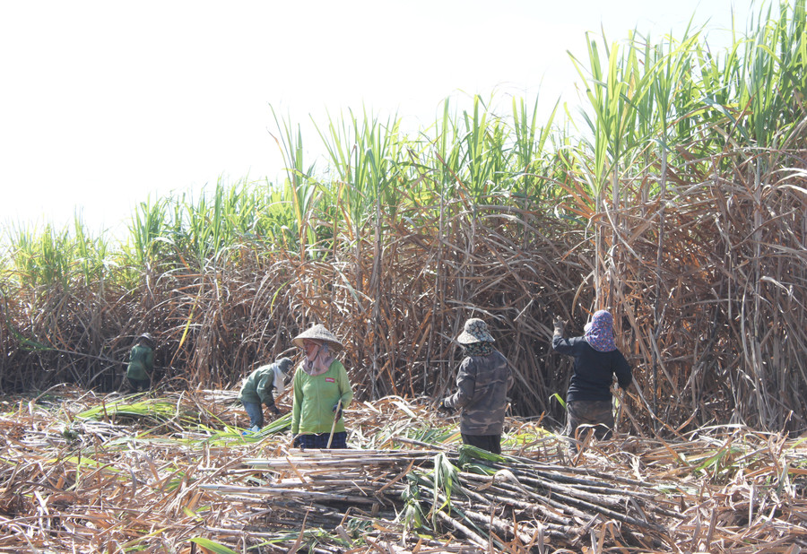 Người dân xã Chrôh Pơnan (huyện Phú Thiện) thu hoạch mía. Ảnh: Nguyễn Diệp Người dân xã Chrôh Pơnan (huyện Phú Thiện) thu hoạch mía. Ảnh: Nguyễn Diệp