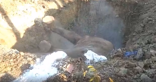 Cá thể voi Rốk được chôn cất. Nguồn: Báo Nhân dân