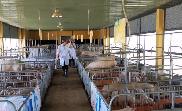 Chăn nuôi theo hướng an toàn sinh học sẽ hạn chế được dịch bệnh. Ảnh: Nguyễn Diệp