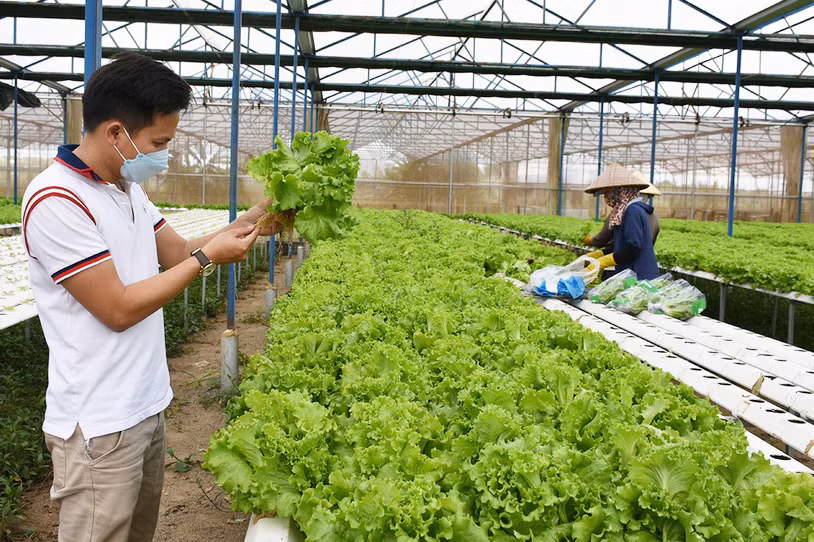 Mô hình trồng rau thủy canh của Công ty TNHH một thành viên Hương Đất An Phú (TP. Pleiku) cho hiệu quả kinh tế cao. Ảnh: Lê Nam