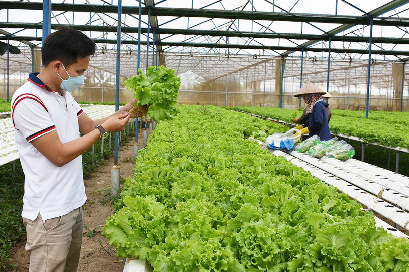 Mô hình trồng rau thủy canh của Công ty TNHH một thành viên Hương Đất An Phú (TP. Pleiku) cho hiệu quả kinh tế cao. Ảnh: Lê Nam Mô hình trồng rau thủy canh của Công ty TNHH một thành viên Hương Đất An Phú (TP. Pleiku) cho hiệu quả kinh tế cao. Ảnh: Lê Nam