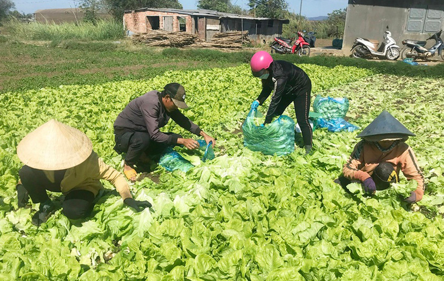 Người dân thôn 2 (xã An Phú) thu hoạch rau xà lách. Ảnh: Phạm Ngọc Người dân thôn 2 (xã An Phú) thu hoạch rau xà lách. Ảnh: Phạm Ngọc