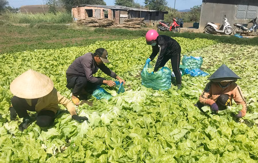 Người dân thôn 2 (xã An Phú) thu hoạch rau xà lách. Ảnh: Phạm Ngọc