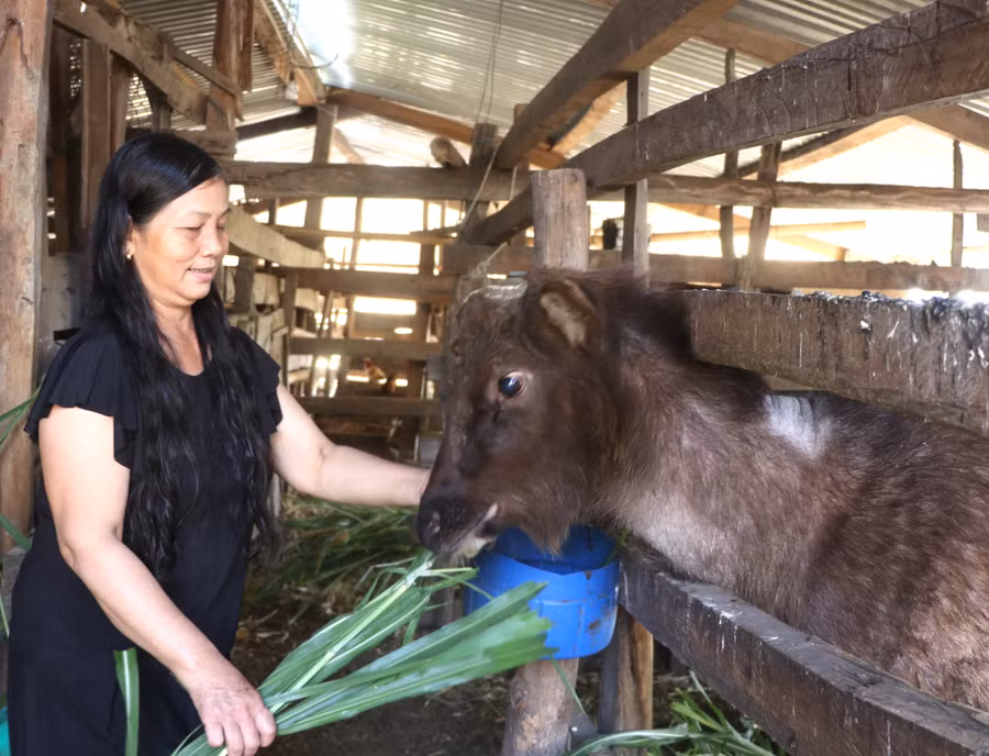 Bà Lê Thị Dung (làng Sơ Kiết, xã An Trung, huyện Kông Chro) chăm sóc đàn nai của gia đình. Ảnh: Ngọc Minh
