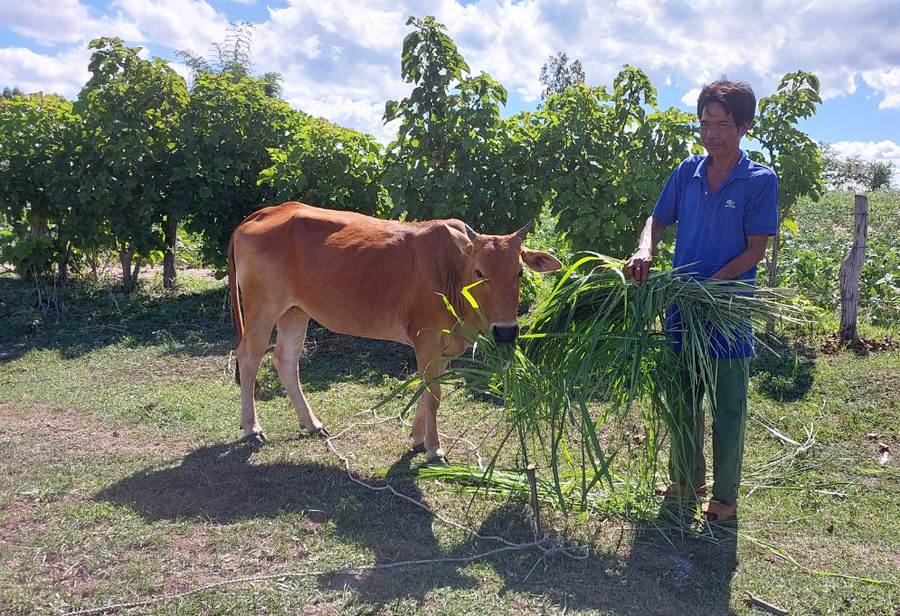 Ông Đinh Guech (làng Tnang, xã Yang Trung) chăm sóc bò được hỗ trợ từ Tiểu dự án 1-Dự án 3. Ảnh: N.D Ông Đinh Guech (làng Tnang, xã Yang Trung) chăm sóc bò được hỗ trợ từ Tiểu dự án 1-Dự án 3. Ảnh: N.D