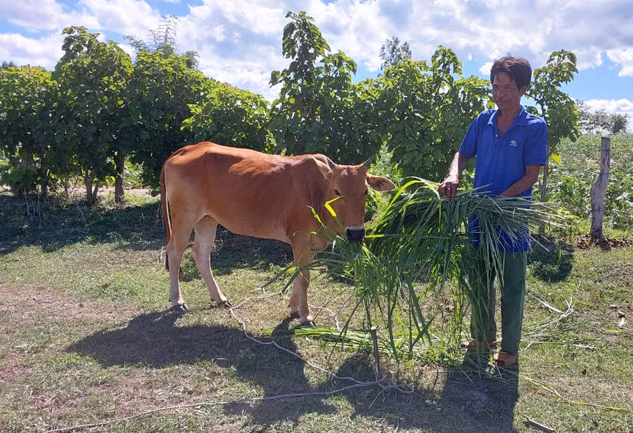 Ông Đinh Guech (làng Tnang, xã Yang Trung) chăm sóc bò được hỗ trợ từ Tiểu dự án 1-Dự án 3. Ảnh: N.D
