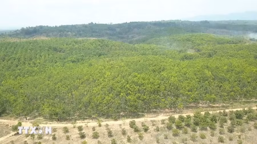 Diện tích rừng thuộc địa bàn quản lý của Ban Quản lý rừng phòng hộ Ia Puch, huyện Chư Prông, tỉnh Gia Lai bị phá trắng để chiếm đất trồng cao su suốt hơn 10 năm qua. (Ảnh: TTXVN phát) Diện tích rừng thuộc địa bàn quản lý của Ban Quản lý rừng phòng hộ Ia Puch, huyện Chư Prông, tỉnh Gia Lai bị phá trắng để chiếm đất trồng cao su suốt hơn 10 năm qua. (Ảnh: TTXVN phát)