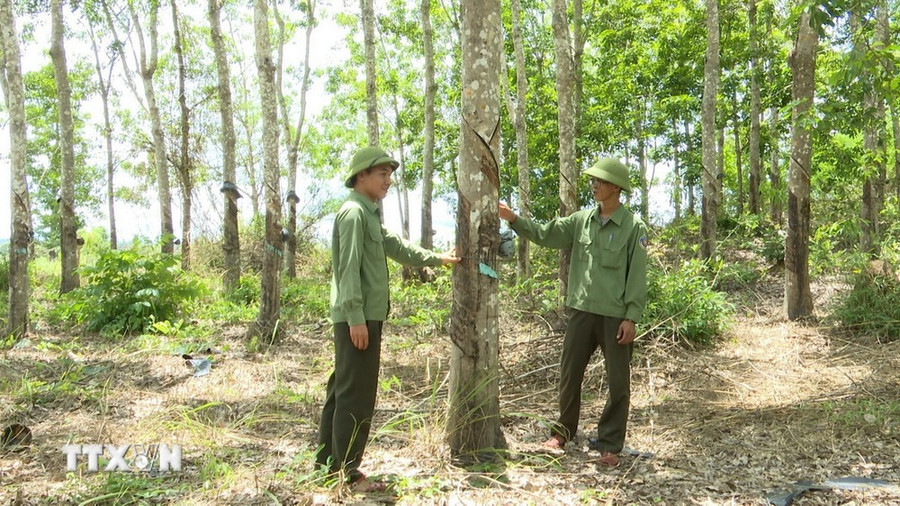 Hơn 350 ha rừng thuộc địa bàn quản lý của Ban Quản lý rừng phòng hộ Ia Puch, huyện Chư Prông, tỉnh Gia Lai bị phá trắng để chiếm đất trồng cao su suốt hơn 10 năm qua. (Ảnh: Hoài Nam/TTXVN)