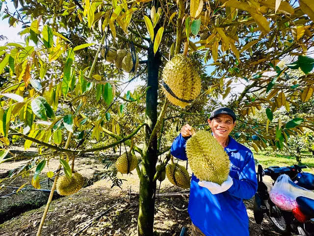 Ông Nguyễn Thanh Hòa, chủ vườn sầu riêng giống Dona ở thị trấn Đạ M’ri (Đạ Huoai, Lâm Đồng), thu hoạch sản phẩm vào những ngày cuối tháng 6 Ông Nguyễn Thanh Hòa, chủ vườn sầu riêng giống Dona ở thị trấn Đạ M’ri (Đạ Huoai, Lâm Đồng), thu hoạch sản phẩm vào những ngày cuối tháng 6