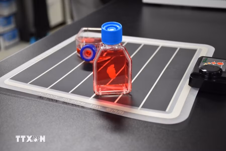 “Mô hình trái tim sống,” một mô hình động ba chiều đầu tiên trên thế giới. (Ảnh: Nguyễn Tuyến/TTXVN)