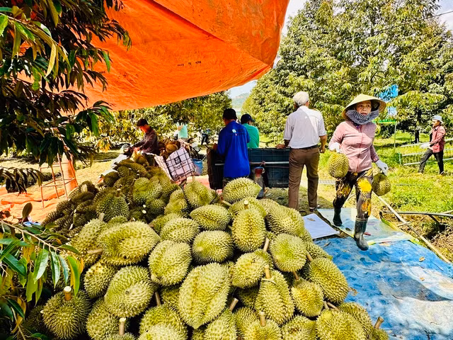 Xuất khẩu sầu riêng ước đạt 1,5 tỉ USD trong 6 tháng đầu năm 2024 Xuất khẩu sầu riêng ước đạt 1,5 tỉ USD trong 6 tháng đầu năm 2024