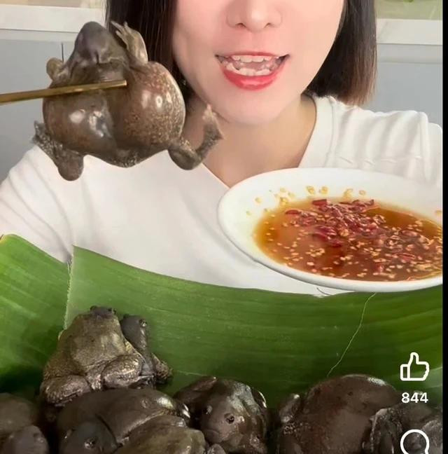 Gây sốc bằng tiểu xảo ăn sống ếch òn chấm nước mắm