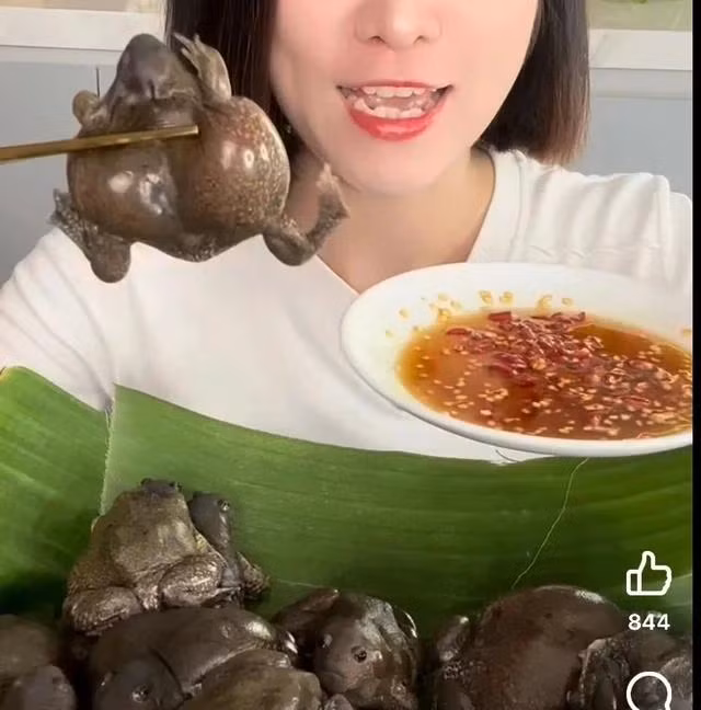 Gây sốc bằng tiểu xảo ăn sống ếch òn chấm nước mắm