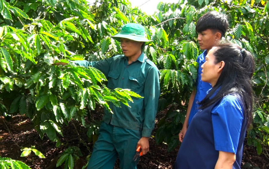 Nhờ tiếp cận nguồn vốn vay ưu đãi, anh Nguyễn Quang Hạnh (bìa trái, thôn An Lộc, xã Ia Tiêm) đầu tư trồng cà phê để phát triển kinh tế. Ảnh: H.Đ.T Nhờ tiếp cận nguồn vốn vay ưu đãi, anh Nguyễn Quang Hạnh (bìa trái, thôn An Lộc, xã Ia Tiêm) đầu tư trồng cà phê để phát triển kinh tế. Ảnh: H.Đ.T