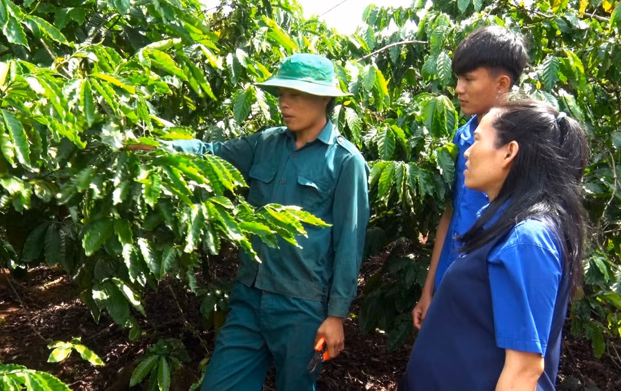 Nhờ tiếp cận nguồn vốn vay ưu đãi, anh Nguyễn Quang Hạnh (bìa trái, thôn An Lộc, xã Ia Tiêm) đầu tư trồng cà phê để phát triển kinh tế. Ảnh: H.Đ.T Nhờ tiếp cận nguồn vốn vay ưu đãi, anh Nguyễn Quang Hạnh (bìa trái, thôn An Lộc, xã Ia Tiêm) đầu tư trồng cà phê để phát triển kinh tế. Ảnh: H.Đ.T