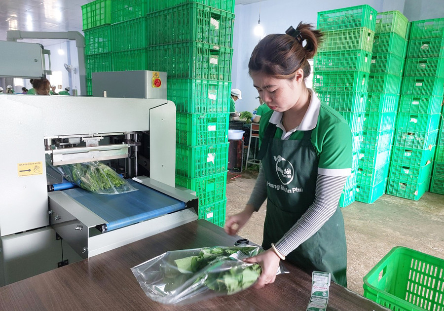 Doanh nghiệp hoạt động sản xuất trong lĩnh vực nông nghiệp cũng thuộc đối tượng thụ hưởng chính sách gia hạn thời gian nộp thuế và tiền thuê đất theo Nghị định số 64 của Chính phủ. Ảnh: Nguyễn Diệp