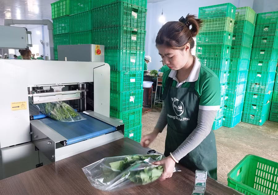 Doanh nghiệp hoạt động sản xuất trong lĩnh vực nông nghiệp cũng thuộc đối tượng thụ hưởng chính sách gia hạn thời gian nộp thuế và tiền thuê đất theo Nghị định số 64 của Chính phủ. Ảnh: Nguyễn Diệp