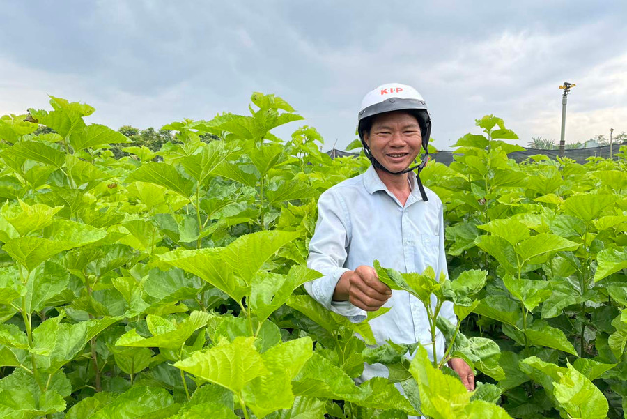 Ông Trần Ngọc Cường (thôn Quý Tân, xã Ia Trốk) chuyển đổi 4 ha rau ngót sang trồng dâu nuôi tằm. Ảnh: N.H