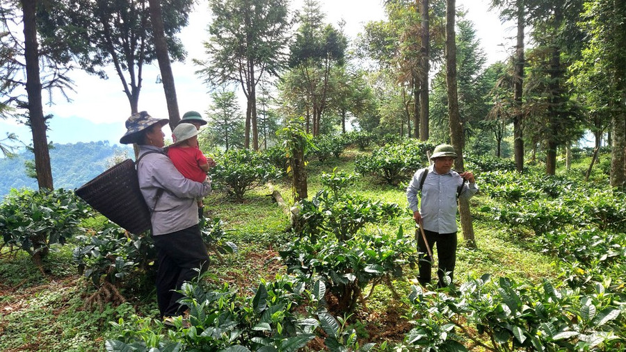 Dưới tán rừng pơ mu 10ha vừa trồng, ông Vừ Vả Chống (xã Huồi Tụ, huyện Kỳ Sơn, Nghệ An) trồng thêm chè shan tuyết để tăng thu nhập, nuôi lại rừng. Ảnh: DUY CƯỜNG