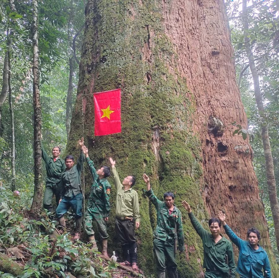 Cây sa mù dầu khổng lồ ở Pù Luông, Nghệ An thu hút khách tham quan. Ảnh: DUY CƯỜNG Cây sa mù dầu khổng lồ ở Pù Luông, Nghệ An thu hút khách tham quan. Ảnh: DUY CƯỜNG