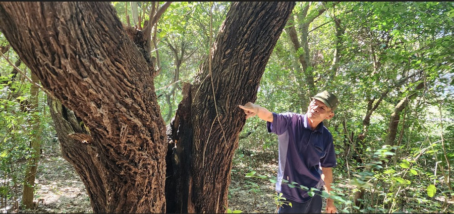 Rừng cộng đồng Quảng Xuân, Quảng Trạch, Quảng Bình tham gia lưu trữ tín chỉ carbon. Ảnh: MINH PHONG